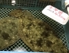 「魚魚市場鮮魚コーナーおすすめは「ヒラメ・バーベキュー3点セット」です」