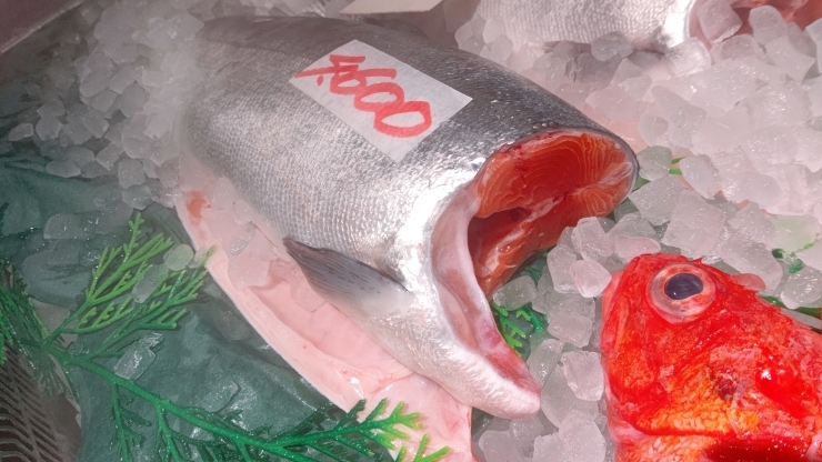 養殖銀鮭「レアなお魚！釧路育ちの養殖銀鮭！」