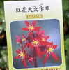 「紅花大文字草【ダイモンジソウ／多年草】」