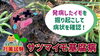 「【お芋の試し掘り】基腐病の畑でサツマイモが何処まで肥大するのか？　タネのハシモト」