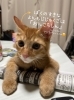 君は、暴れすぎなの毎晩(´・ω・｀)「中3国語  高校受験 慣用句、四字熟語 全てわかります？」