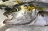 「魚魚市場鮮魚コーナーおすすめは「天然ヒラス・カツオ」です♪」