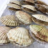 「魚魚市場鮮魚コーナーおすすめは「北海道産ホタテ」です♪」