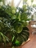観葉植物「グリーンチェンジ」