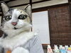 どぶろくを醸す猫　ムック「こまねこまつりは、明日」