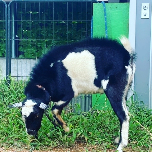 「近況報告【静岡県で青空飼育の養鶏場と言えば悠々ファームへ】」