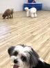 いつもカメラ目線　笑　アモルくん　奥にペチ兄くん「ましゅまろ幼稚園　（＾ν＾）」
