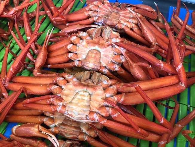 紅ズワイ蟹「敬老の日に蟹を贈りませんか！★【新潟市西区のカニ屋！】」