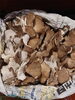 天然舞茸「天然舞茸入荷」