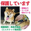 「迷い犬を保護しています！【西条市高田】」