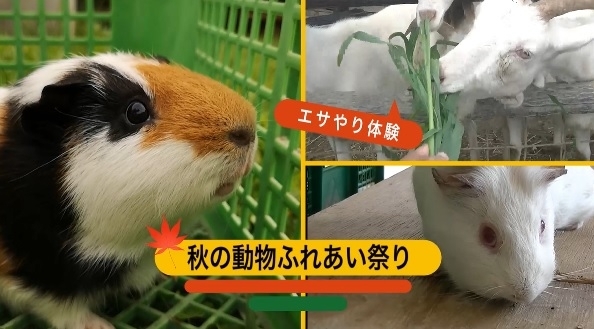 動物たちとのふれあい「動物ふれあい祭り＆グランピング体験」