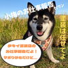 小梅ちゃん 13歳5ヶ月　食いしん坊な看板犬「タキイ塗装店　お仕事報告　御殿場、小山の塗装工事はお任せください。」