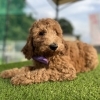 スタンダードプードル子犬販売中
