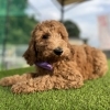 スタンダードプードル子犬販売中