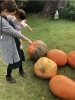 おばけかぼちゃと撮影会 ハロウィン パーティー 夢の島熱帯植物園 江東区夢の島 まいぷれ編集部 子育て支援企画のニュース まいぷれ 江戸川区