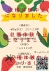 収穫体験　ナス　新鮮京野菜「第二回　秋ナス収穫体験　中止のお知らせ」