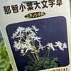 「那智小葉大文字草【ダイモンジソウ／多年草】」