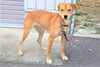 「迷い犬を保護しています【西条市西部支所　環境課　生活環境係】」
