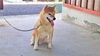 「迷い犬を保護しています【西条市西部支所　環境課　生活環境係】」