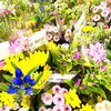 お供え切り花 種類が豊富！「秋分の日 墓参り お供え花入荷してます！」