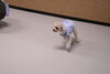 光ちゃん「今日のお友達」