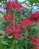 何故お彼岸を知っているのかな「秋分の日」