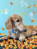 「可愛い子ちゃん♡Dog salon mofu mofu 余市町」