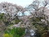 田園風景と桜のコントラスト。「しろいのサクラ🌸なう！「パート5」」