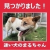 「＜速報＞見つかりました！迷い犬の【まるちゃん】」