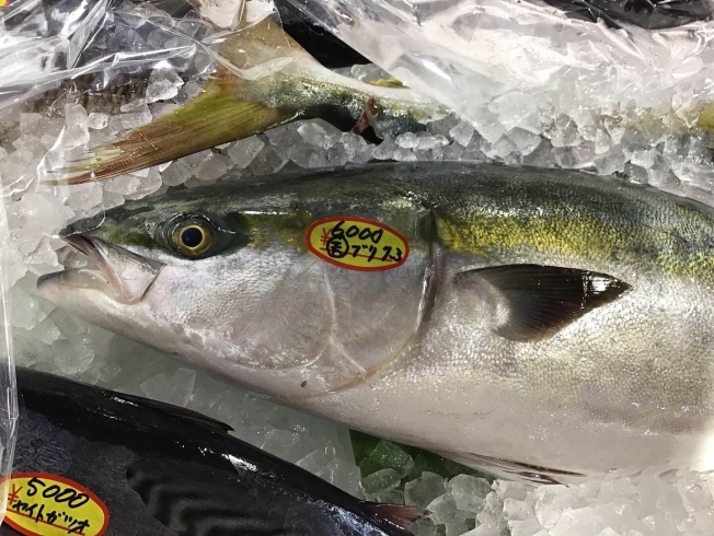 「魚魚市場鮮魚コーナーおすすめは「天然ぶり」です」