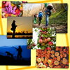 Fall Activities「Teacher'sコーナー128号 Enjoy the fall colors!【千葉のならいごと　英会話スクール】」