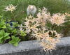 「小6英語クラス　英語クラス　 　生徒募集！」