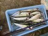 「朝❗️鯖釣りに行って来ました‼️」