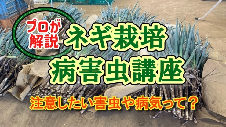 「【本澤先生が解説！】ネギの病害虫を判りやすく説明+防除方法もアドバイスします♪  タネのハシモト」