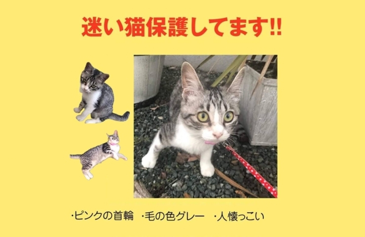 「迷い猫を保護しています！【新居浜市新須賀町】」