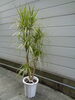 コンシンネ・ゴールド（大）「観葉植物入荷他」
