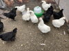 烏骨鶏「雪の中でも遊び回るコケコ【富士市の平飼い卵なら悠々ファーム】」