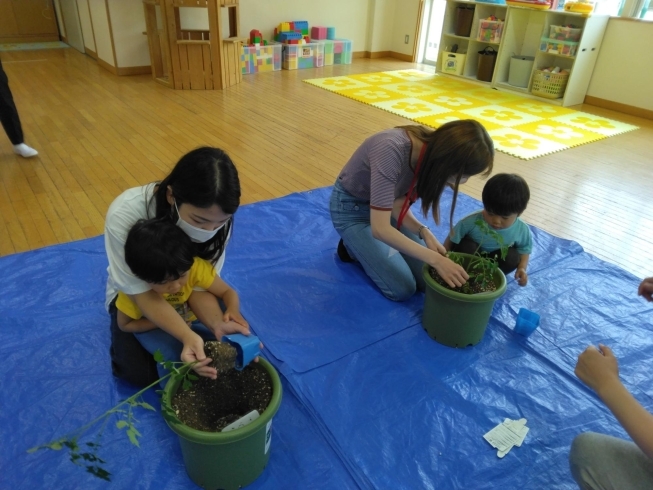 2歳児さんトマトの苗を植えています「あかね幼稚園親子教室再開しました」