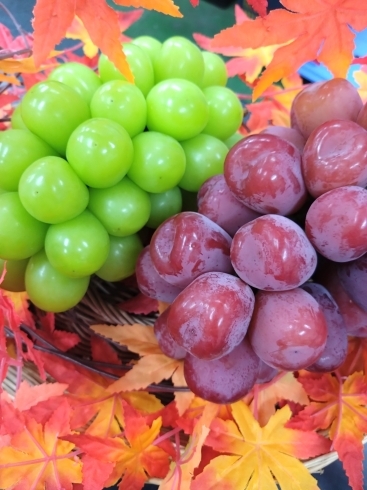 シャインマスカット 富士の輝ぶどう「【2022年】果物の秋…梨、柿、りんご、ぶどう、いちじく」