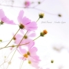 photo noriko sejiri「＊　10月のメッセージ」