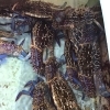 「魚魚市場鮮魚コーナーおすすめは「ワタリガニ」です♪」
