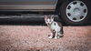 釣り場の子猫「【島根県浮気調査】雑記　アントニオ猪木」