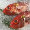 「魚魚市場鮮魚コーナーおすすめは 「キンメダイ・トビウオ」です♪」