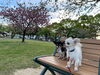 愛犬のリリア(黒)、ココア(白)「三桜電気《電化・リフォーム事業部　お便り其の十五》【宮崎・オール電化】」