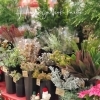 切り花も豊富です「【はなやホック皆生店】ドライフラワー？生花？」