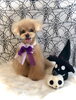 サランちゃん／プードル「Happy Halloween ^o^」