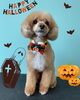 「可愛い子ちゃんです Dog salon mofu mofu 余市町」