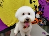 整えていこう「☆冬バージョンは、長くするだけじゃない☆【南区上鳥羽　吉祥院　トリミング　ペットサロン　どっぐさろんあきゅ】」
