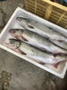 「メスの鮭‼️入荷です。」