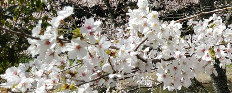 「☆桜の見頃☆その一瞬を☆」